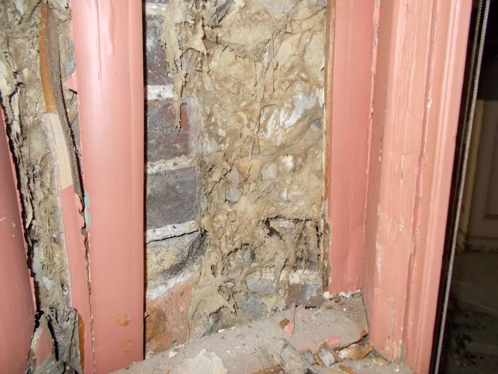 Dry Rot