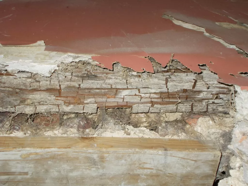 Timber Condition Dry Rot