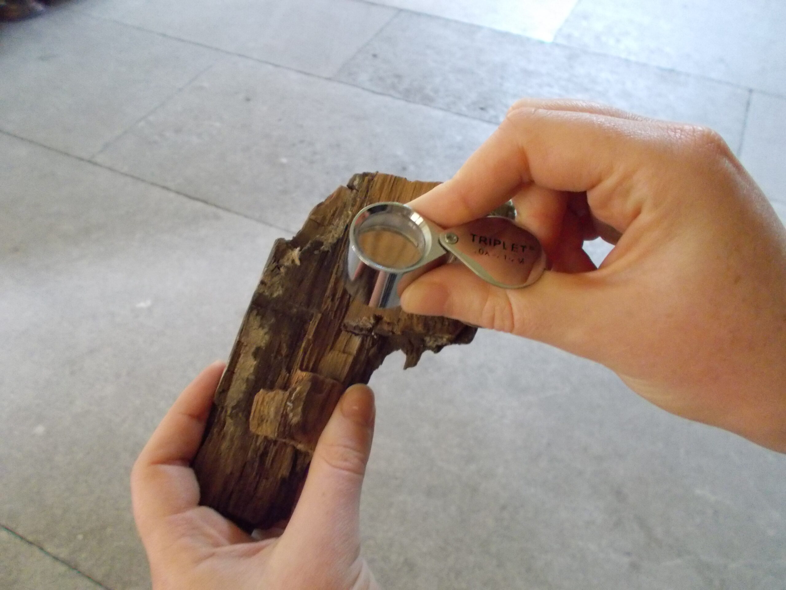 analysing timber under magnifying glass