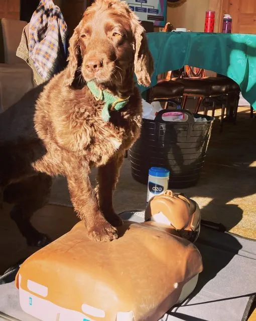 First Aid Dog