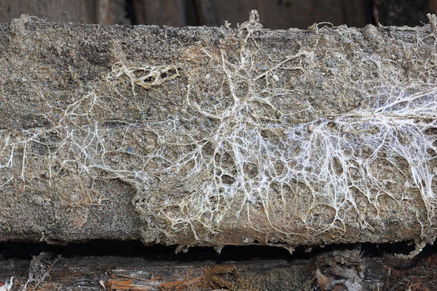 Fungus attack on wooden beam, mycelium of Serpula lacrymans and Fibroporia vaillantii