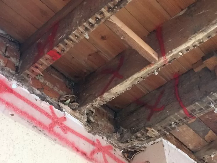 Timber Decay Survey