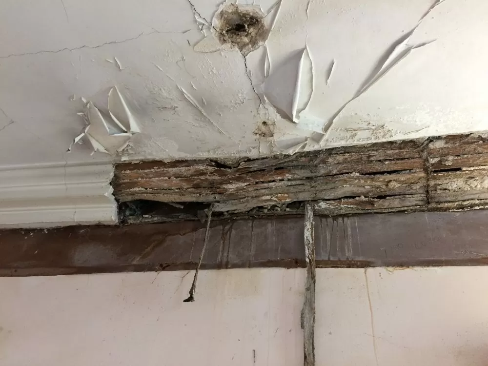 Timber Condition Survey