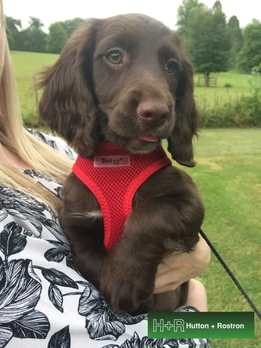 Pip 
