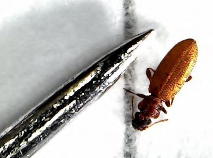 Plaster beetle
