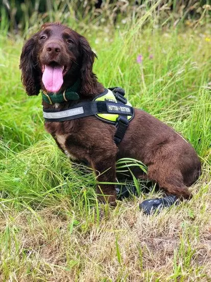 Rothound investigation in Birmingham - main image of Pip the Rothound