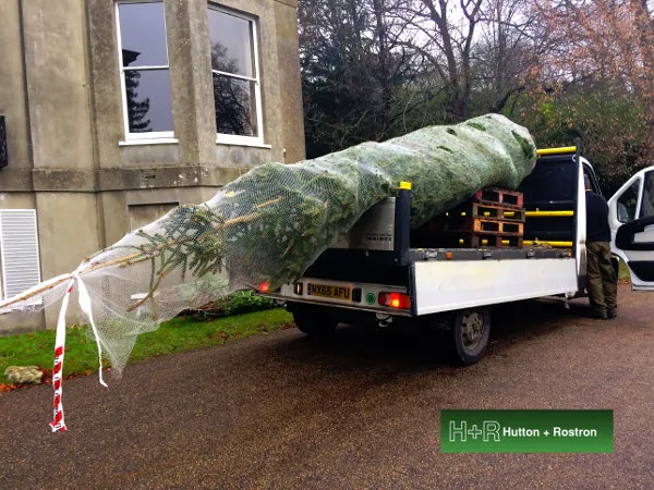 The-7.5m-Christmas-tree-being-delivered-at-Netley-House
