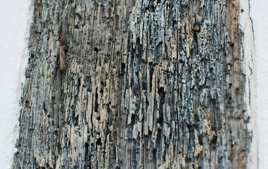 Timber decay