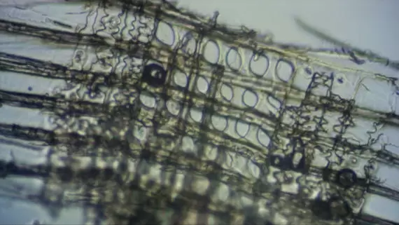 common rafter result-main image