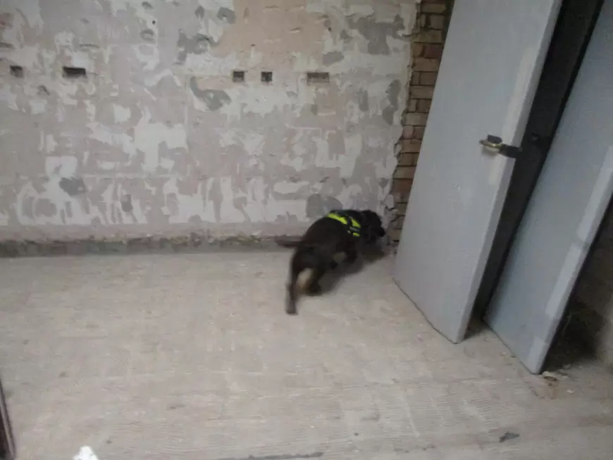 Rothound investigating corner of room for dry rot
