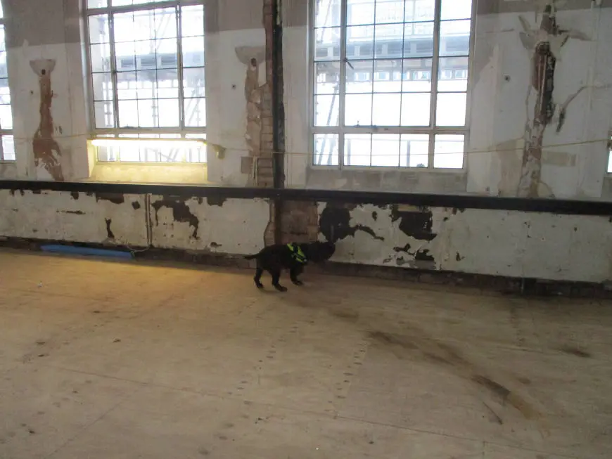 Rothound investigating room for dry rot