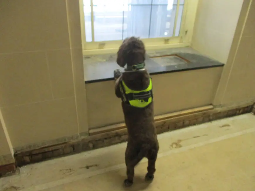 Rothound investigating room for dry rot