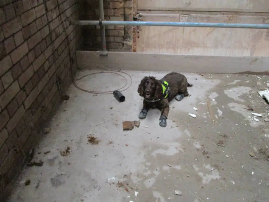 Rothound investigating room for dry rot